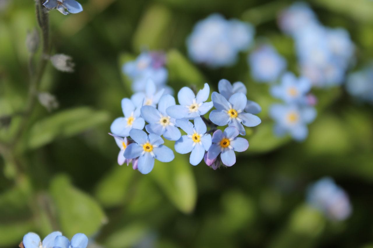 Myosotis sylvatica